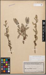 Foto von Salix caprea L. x Salix purpurea L.
